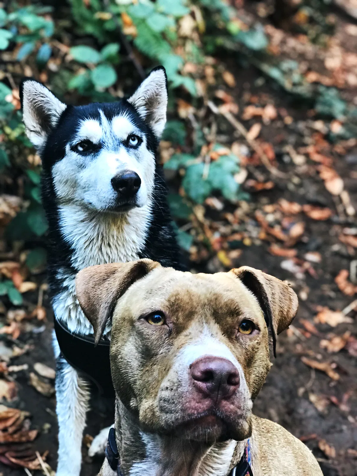 Lost dog in Rancho Cordova, CA, 95670