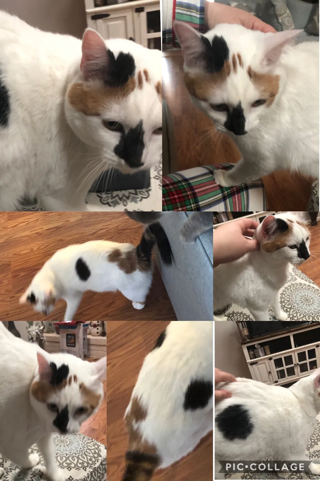 Lost cat in Midland, TX, 79705