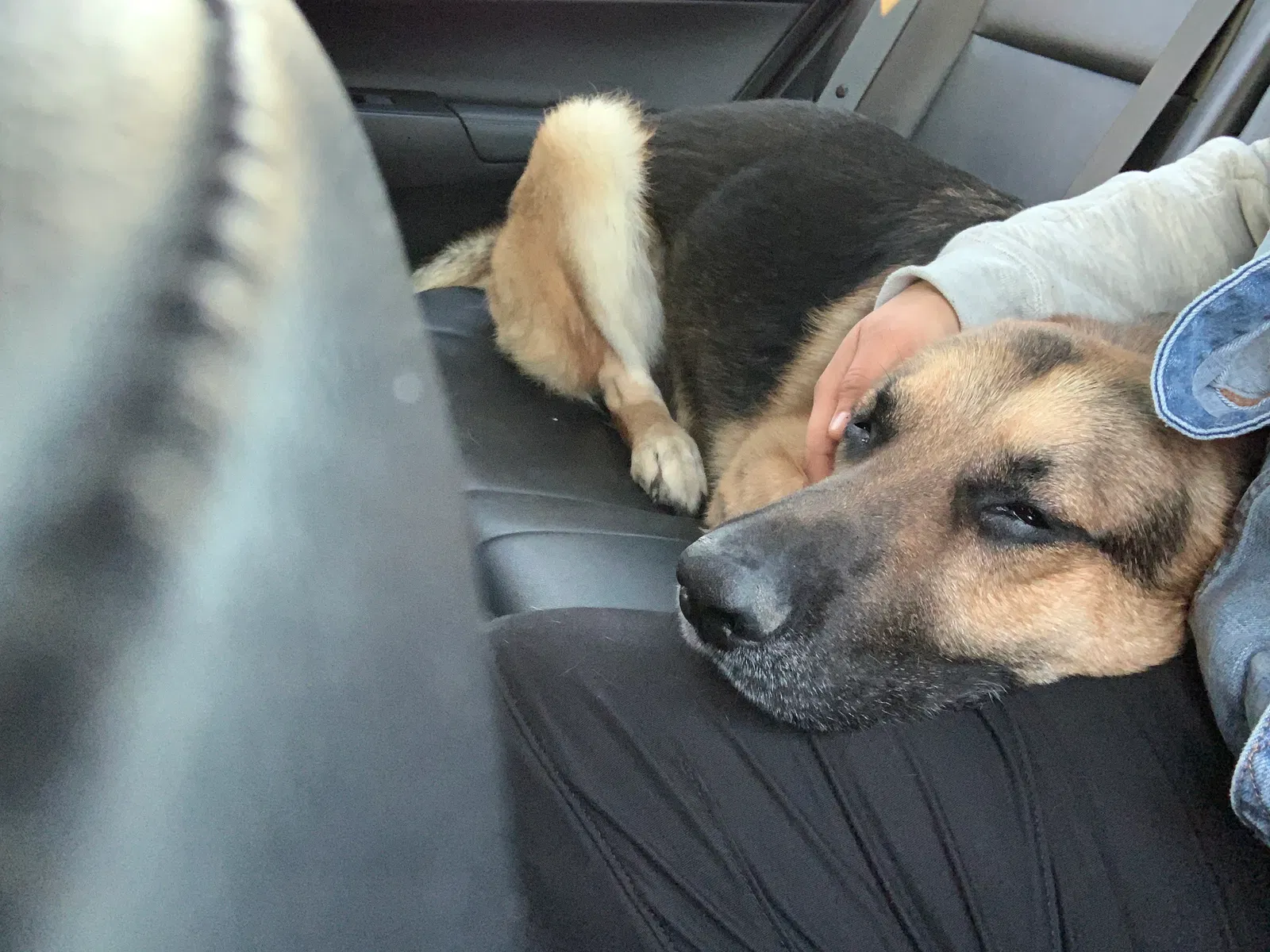 Lost dog in Homeland, CA, 92548