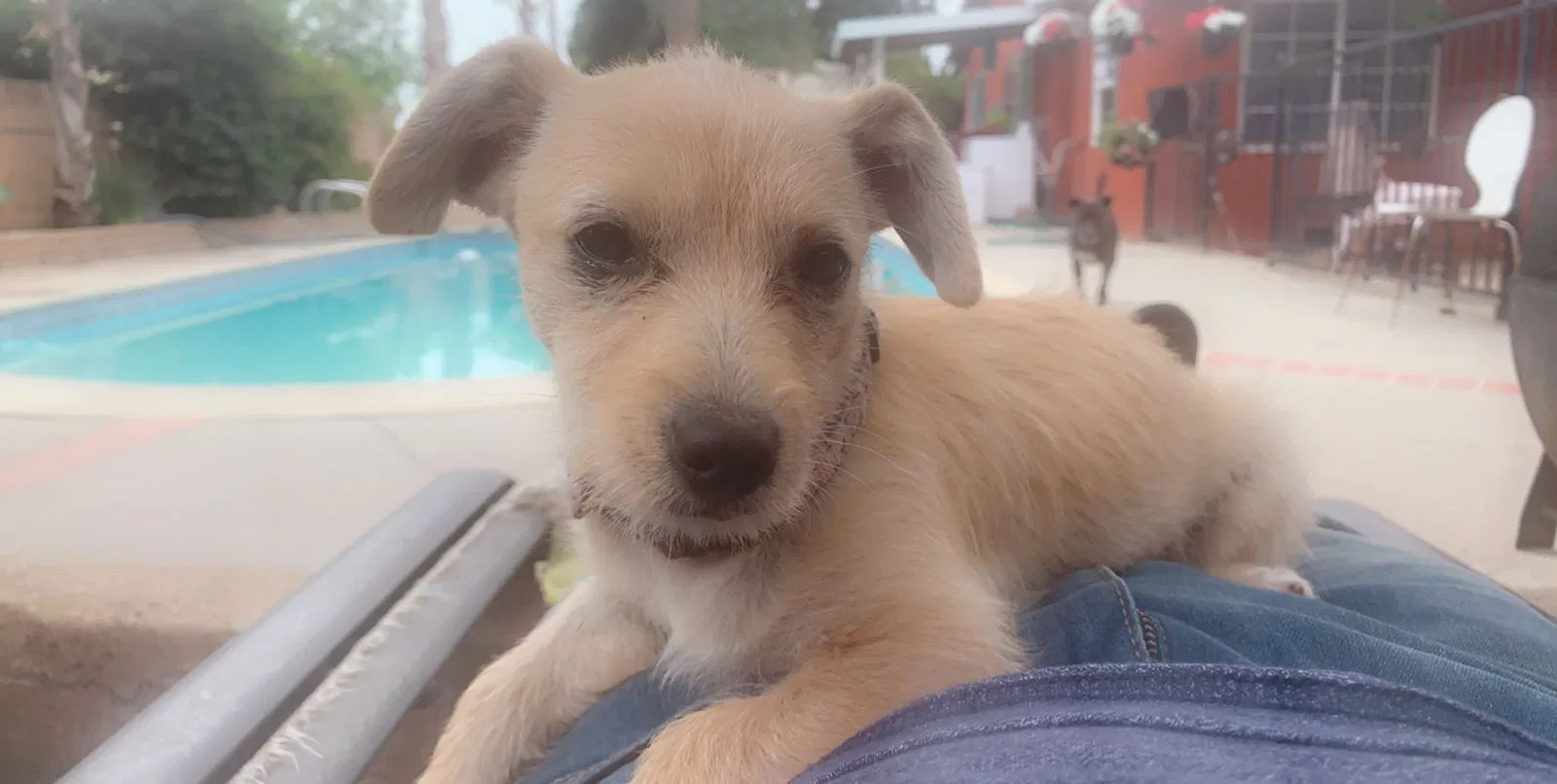 Lost dog in Sylmar, CA, 91342