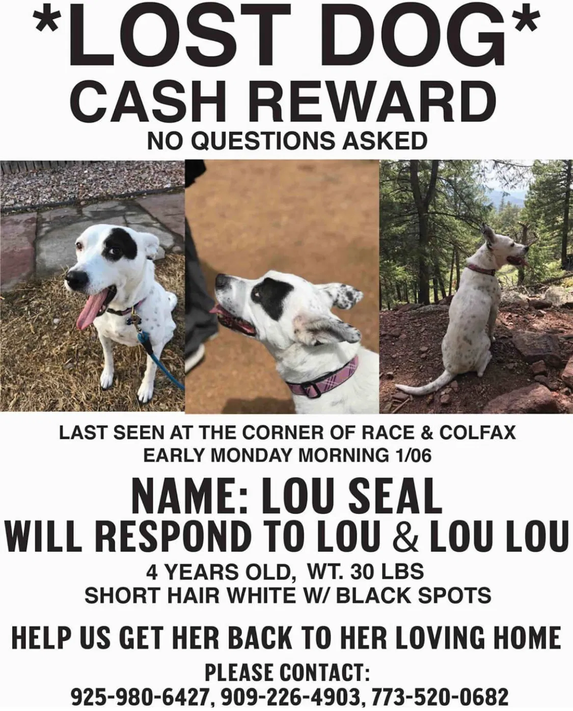 Lost dog in Denver, CO, 80206