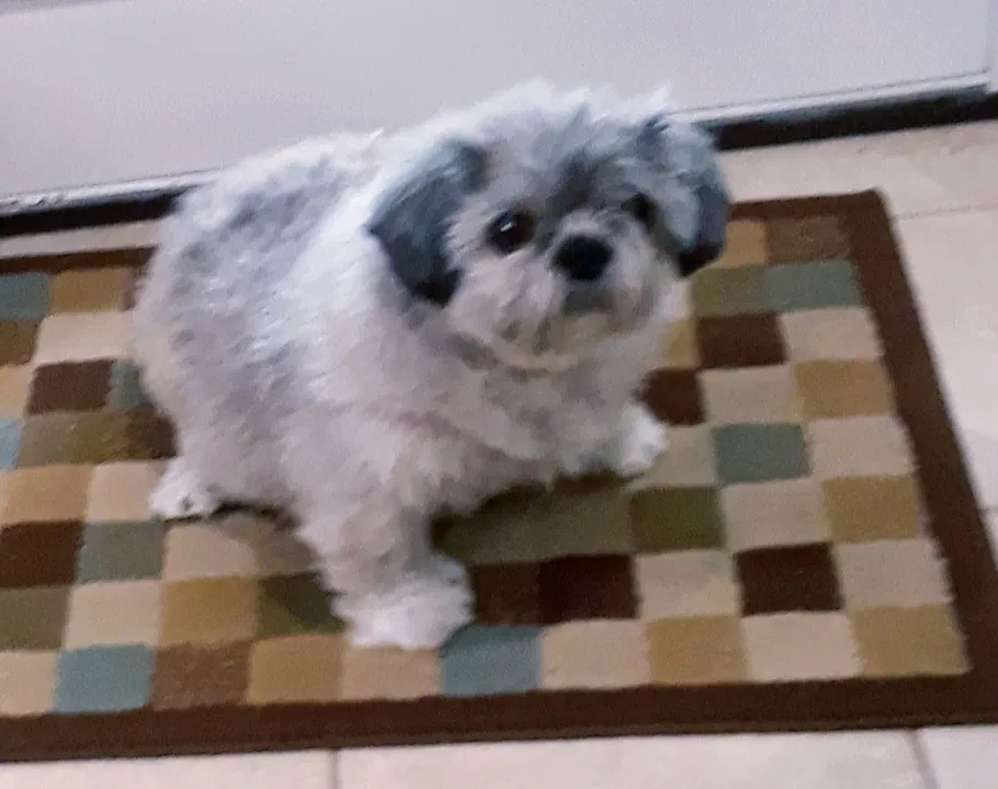 Lost dog in Lake Charles, LA, 70605