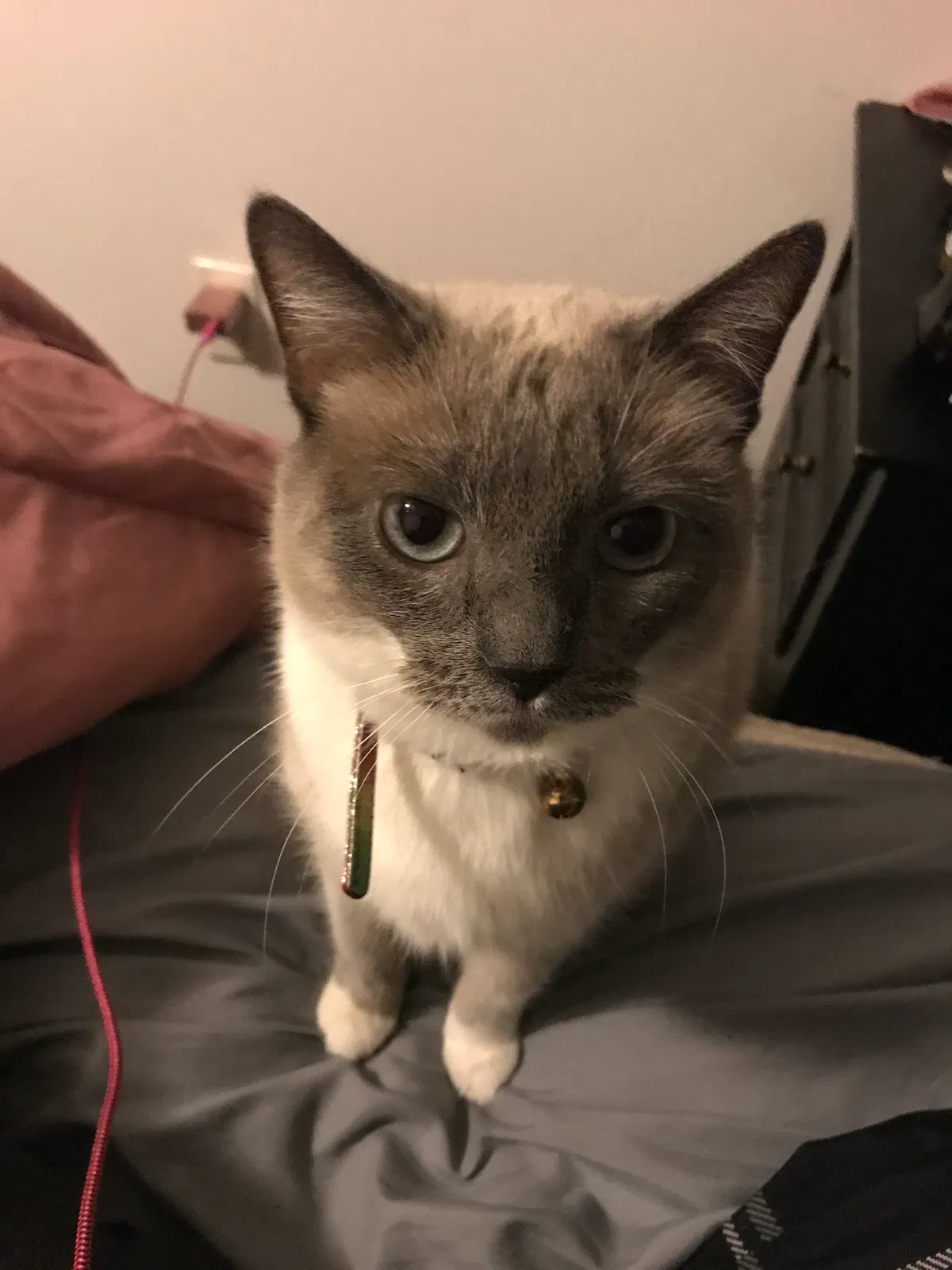 Lost cat in Clyde, OH, 43410