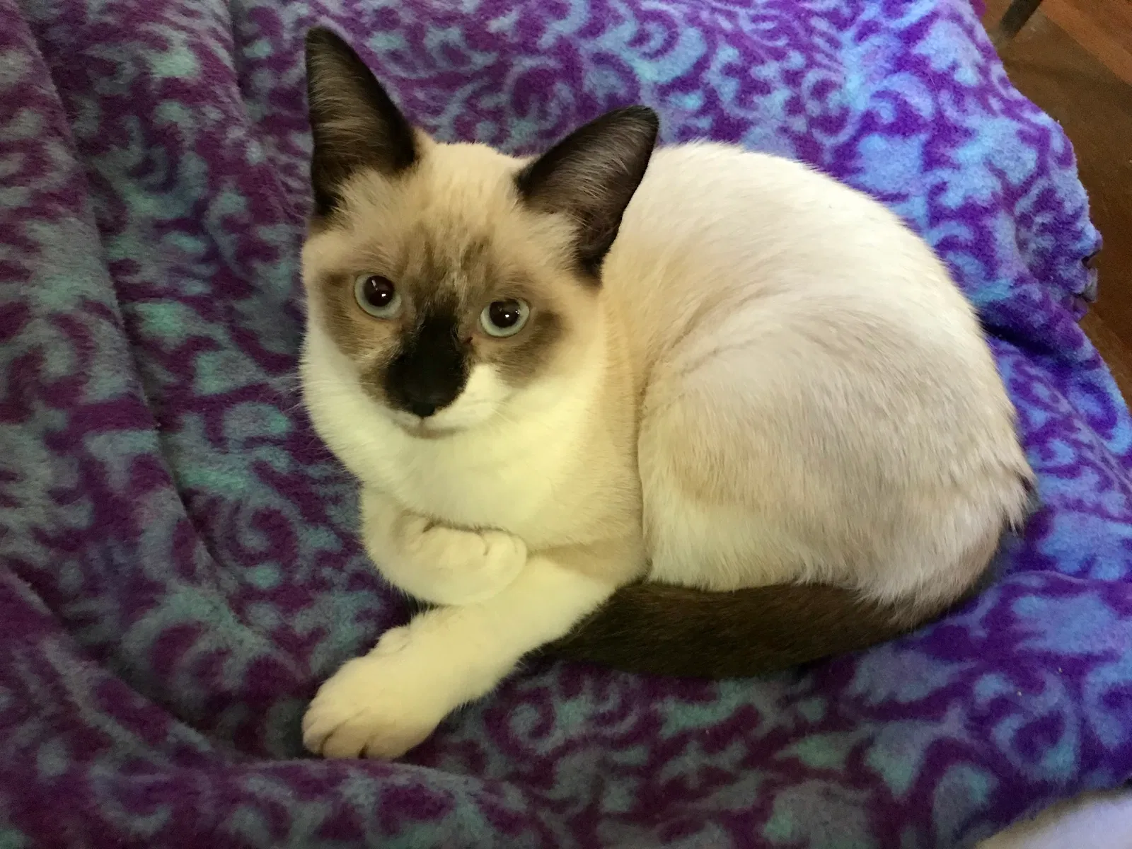 Lost cat in Shreveport, LA, 71104