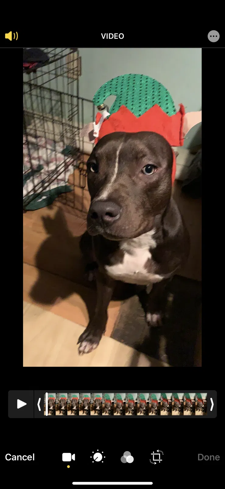 Lost dog in Myrtle Beach, SC, 29588
