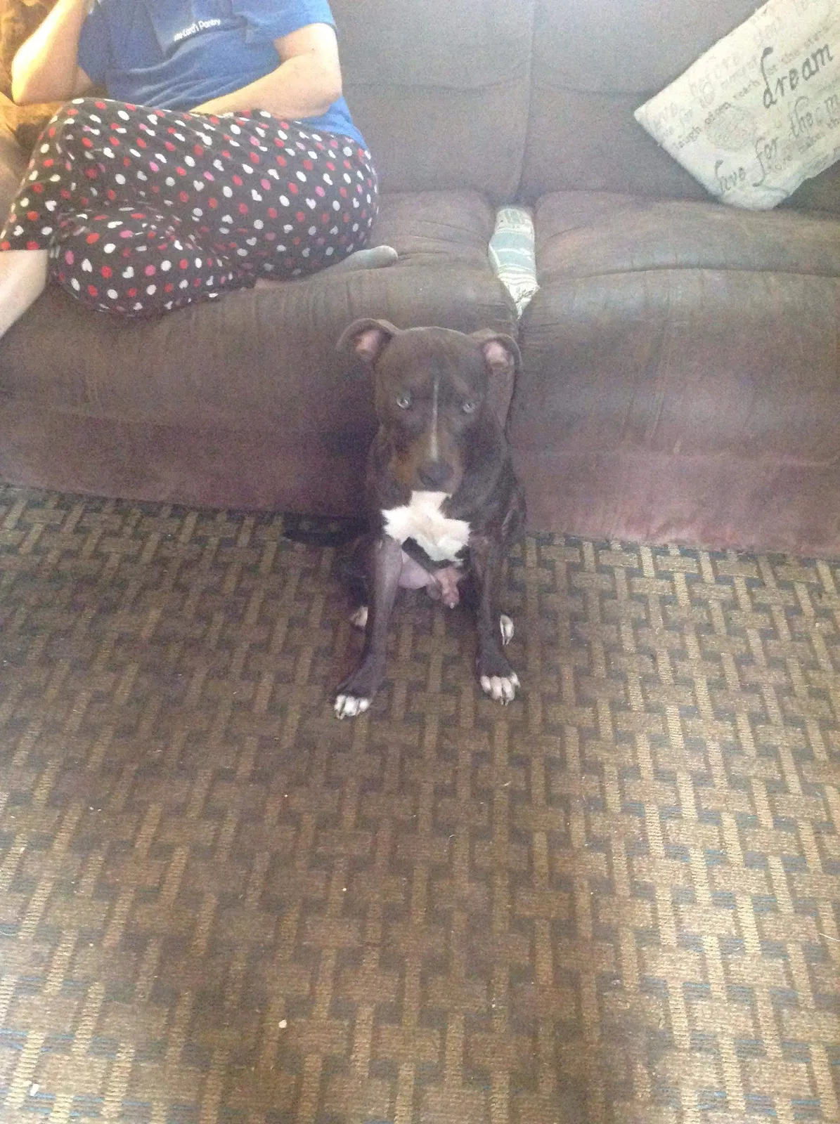 Lost dog in Myrtle Beach, SC, 29588