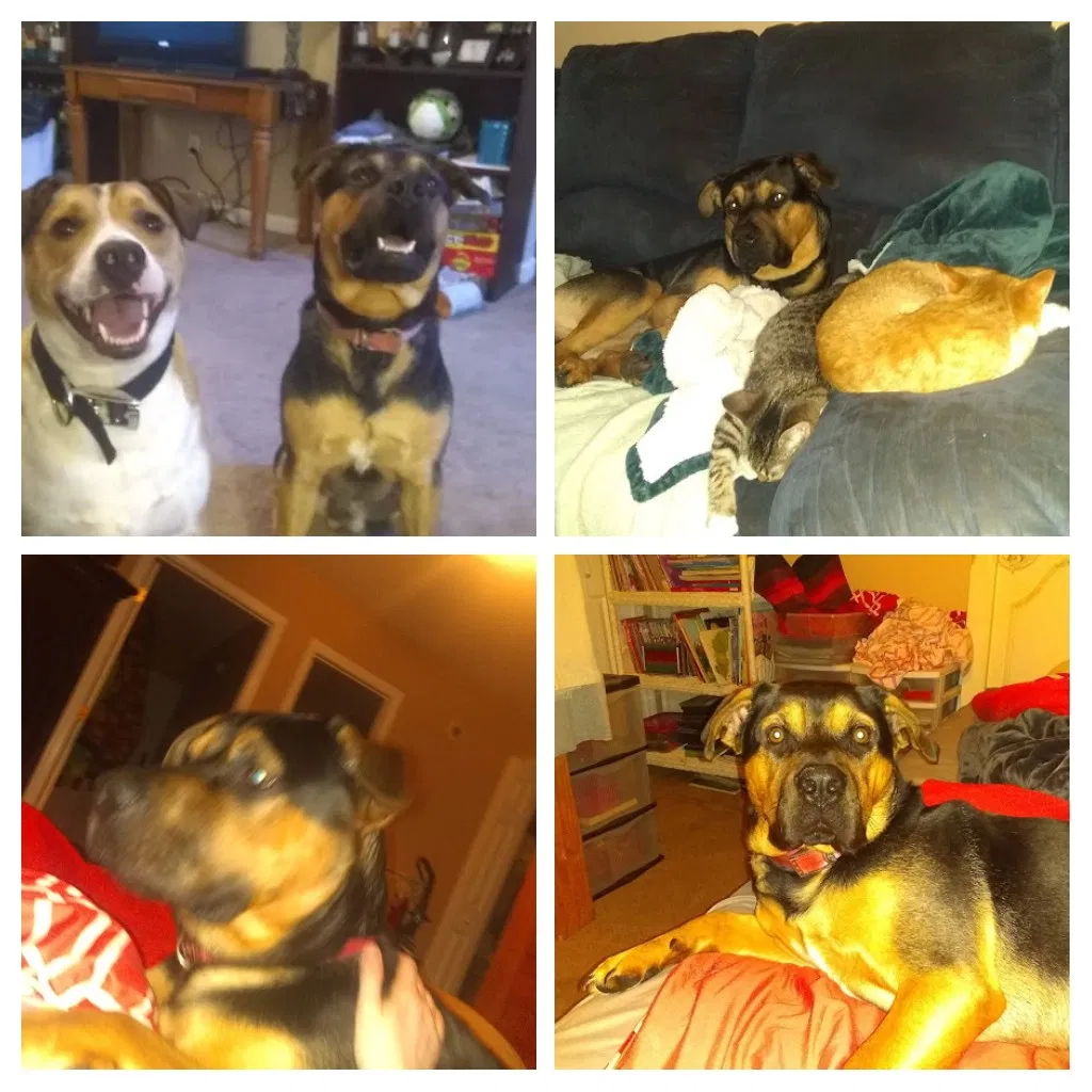 Lost dog in Piney Flats, TN, 37686