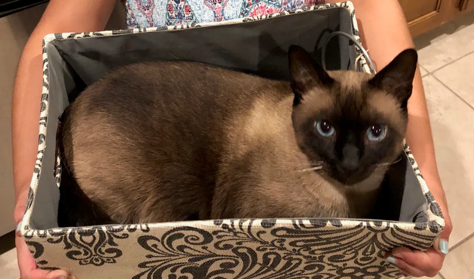 Lost cat in Memphis, TN, 38133