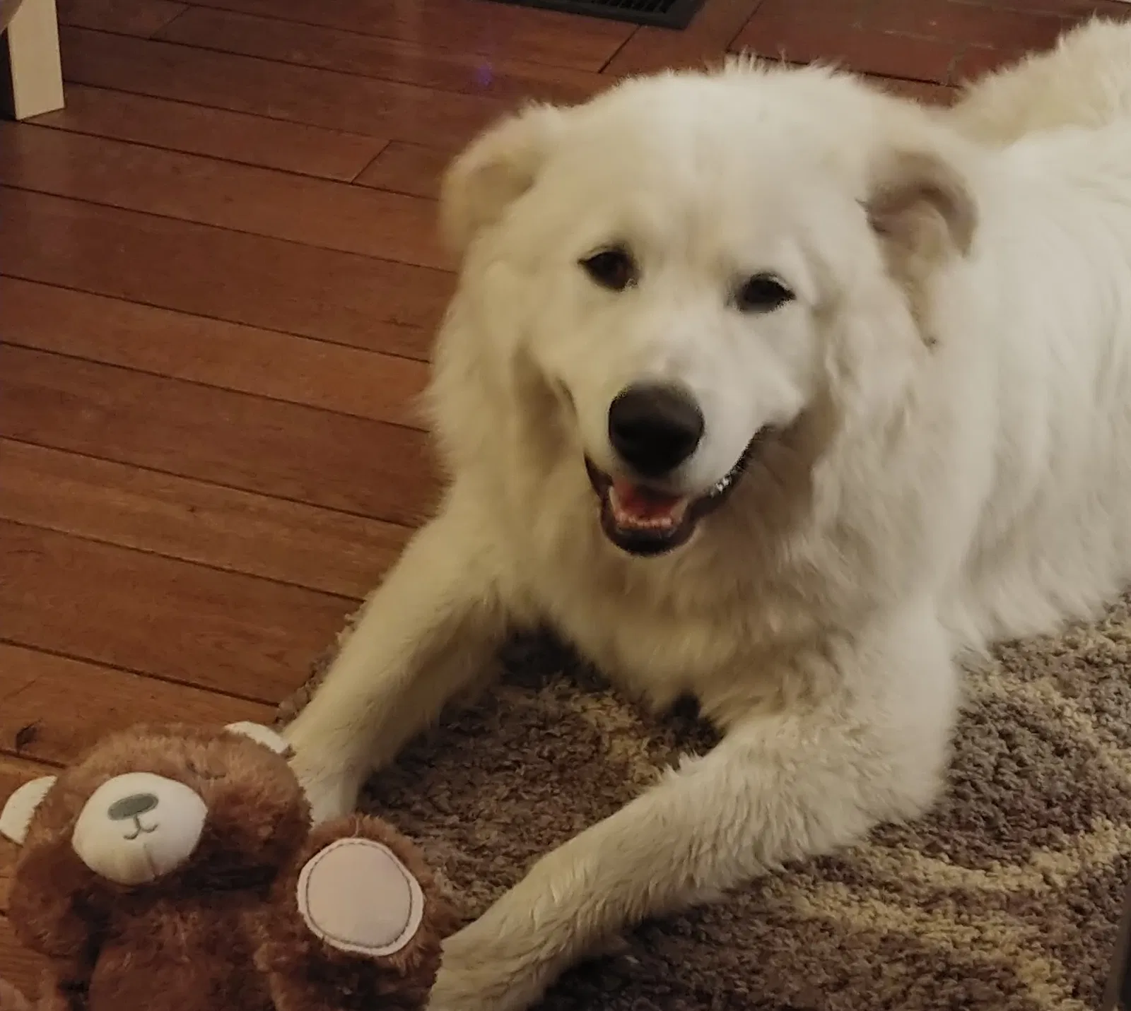 Lost dog in Cincinnati, OH, 45246