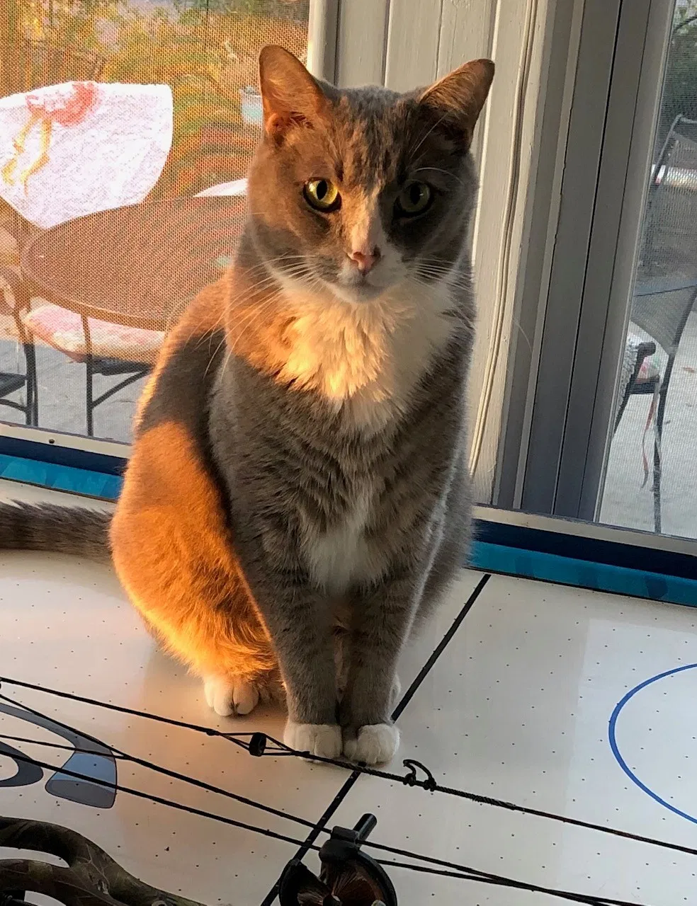 Lost cat in Greenville, SC, 29607