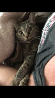 Lost cat in Hope Mills, NC, 28348