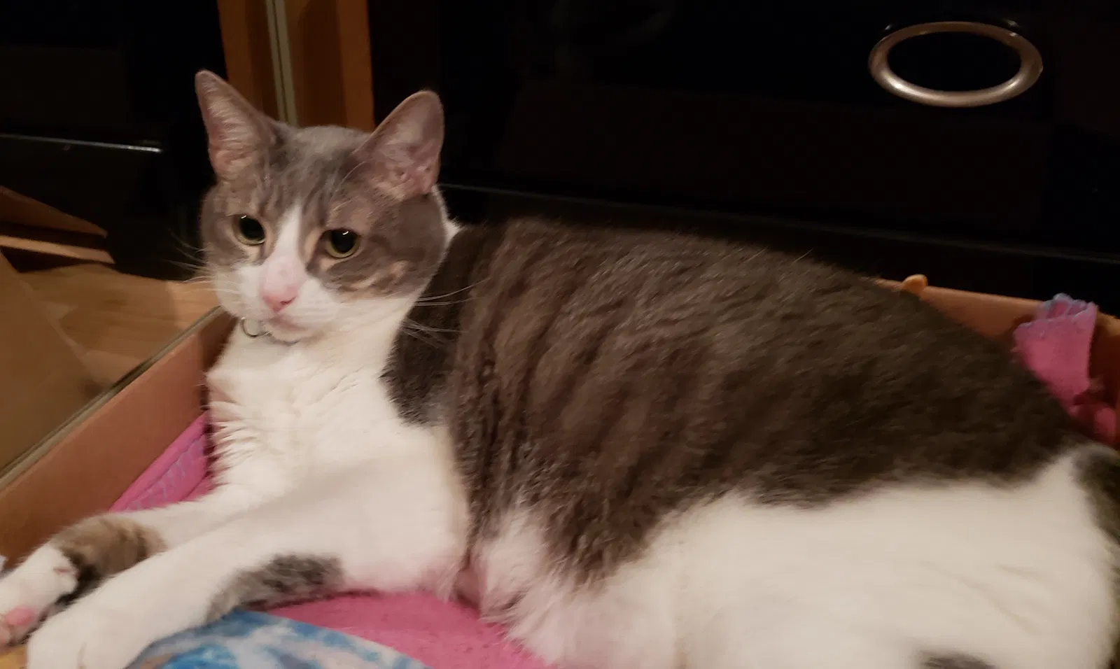 Lost cat in New Port Richey, FL, 34653