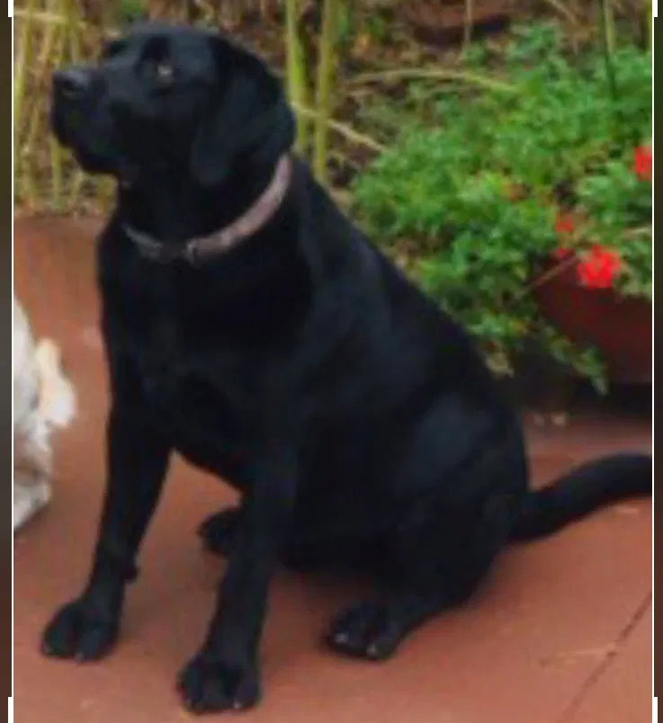 Lost dog in Albuquerque, NM, 87104