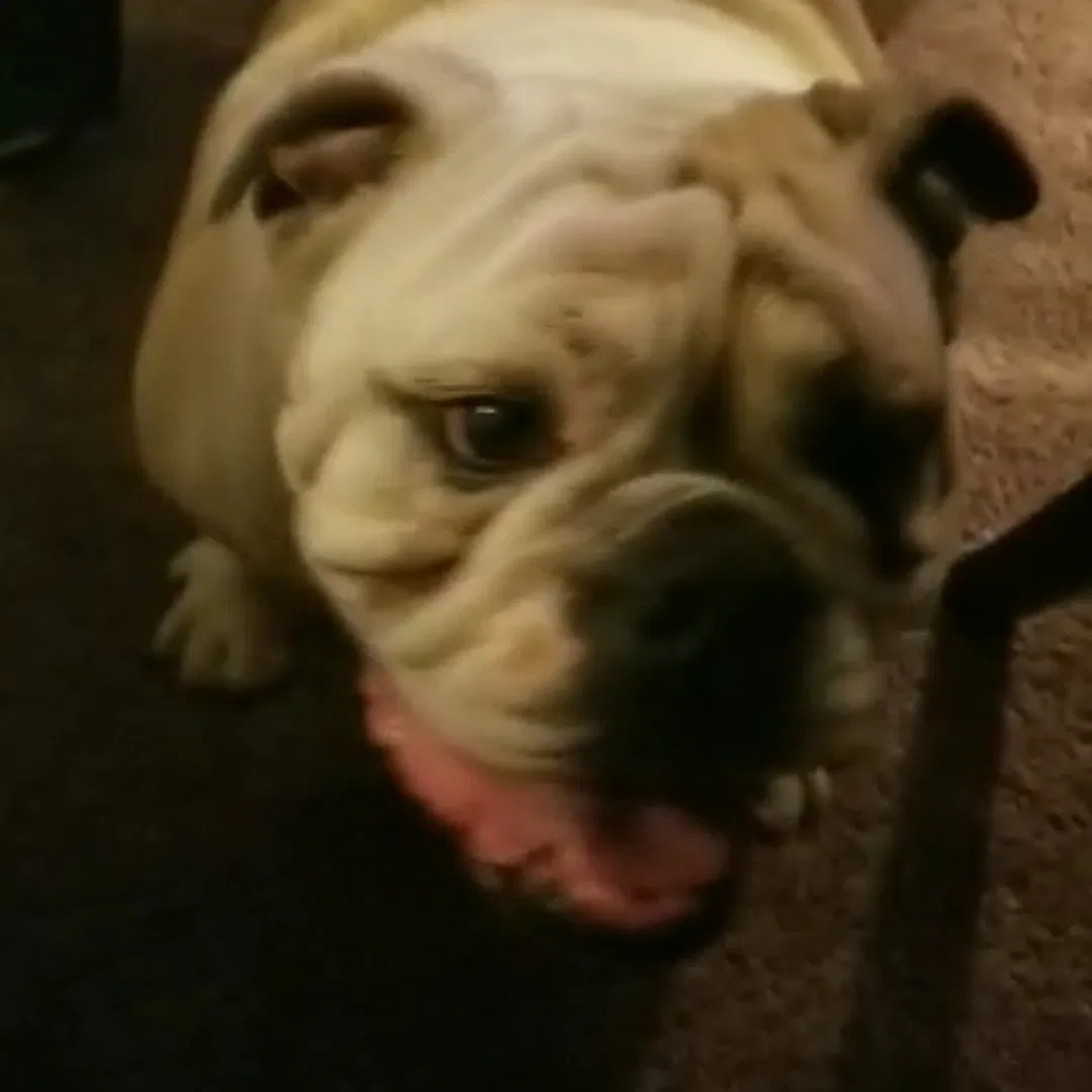 Lost dog in Los Angeles, CA, 90043