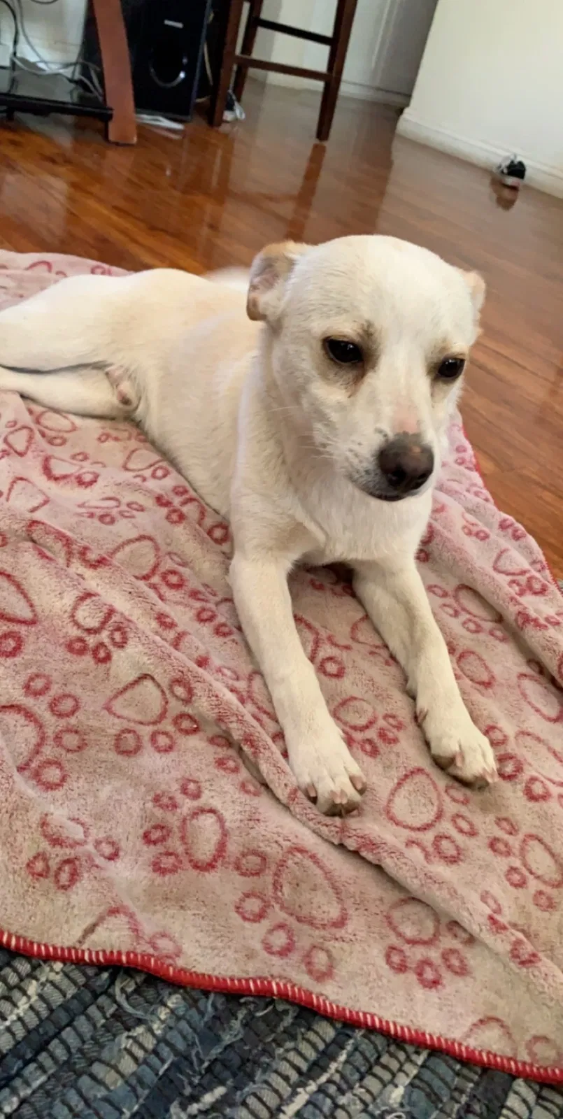 Lost dog in West Covina, CA, 91790