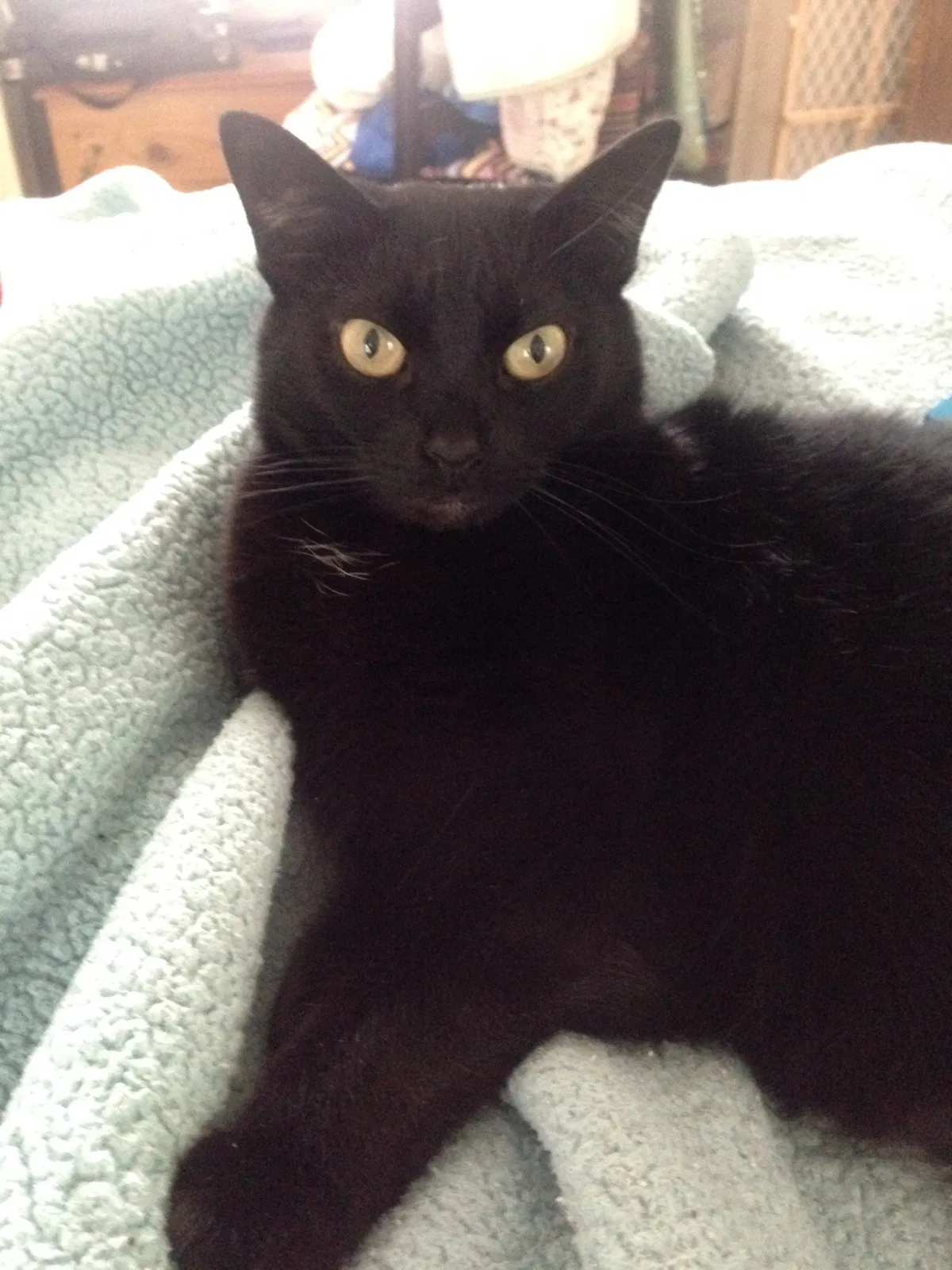 Lost cat in Ontario, NY, 14519
