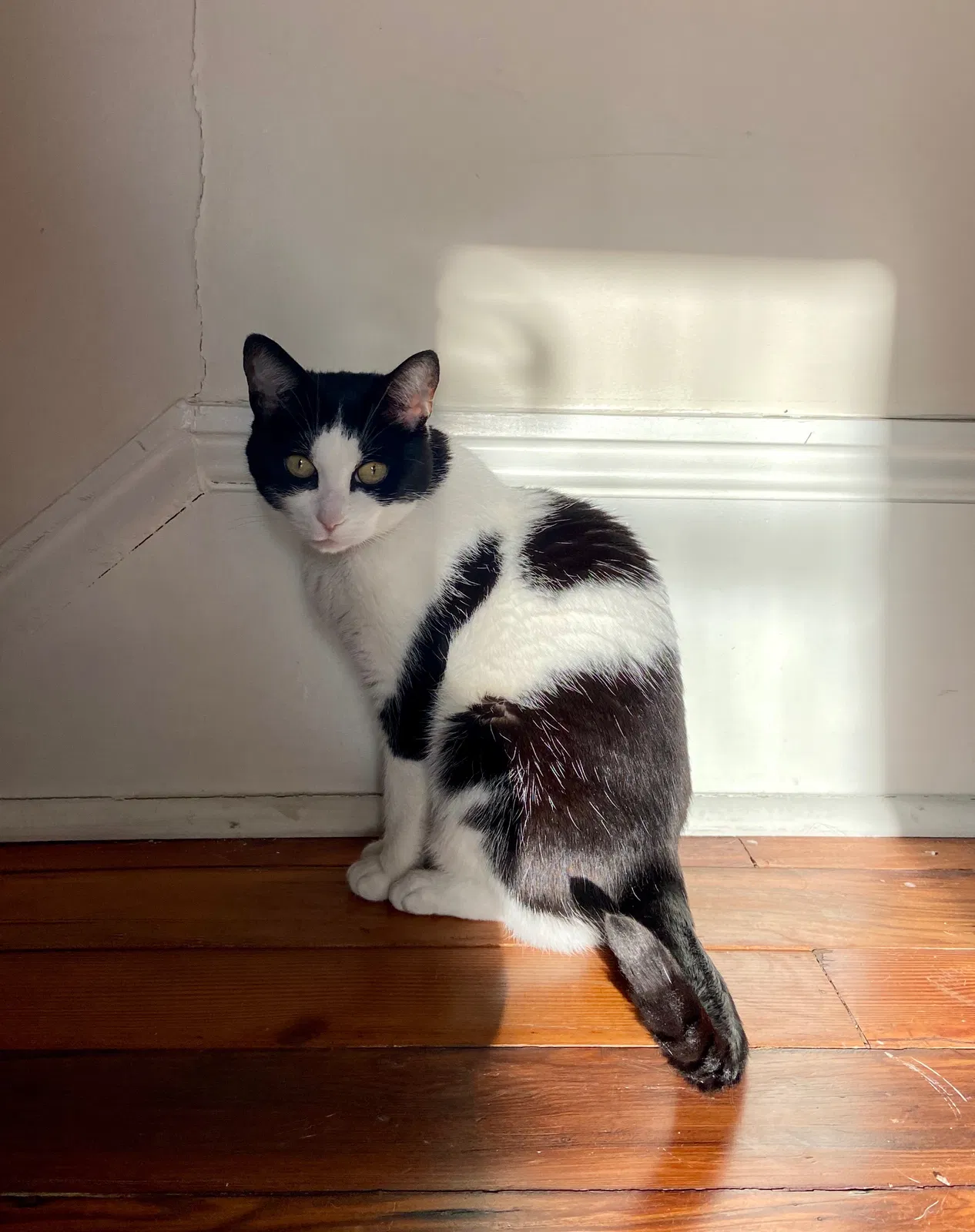 Lost cat in New Orleans, LA, 70116