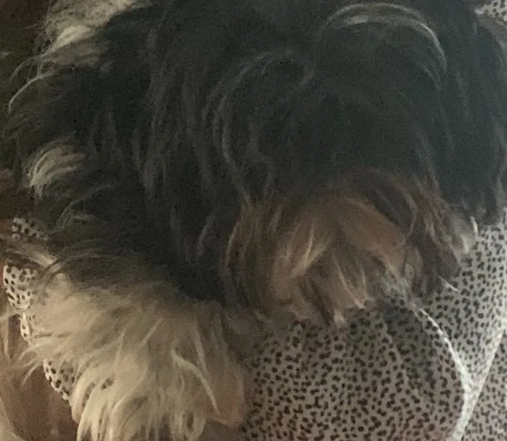 Lost dog in Gaithersburg, MD, 20877