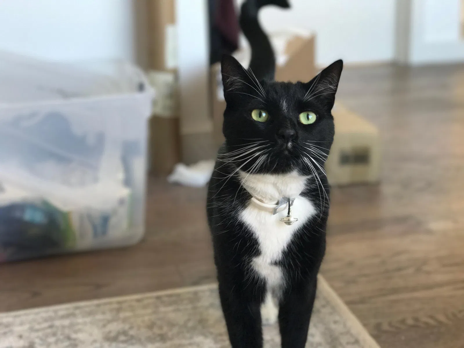 Lost cat in Denver, CO, 80223