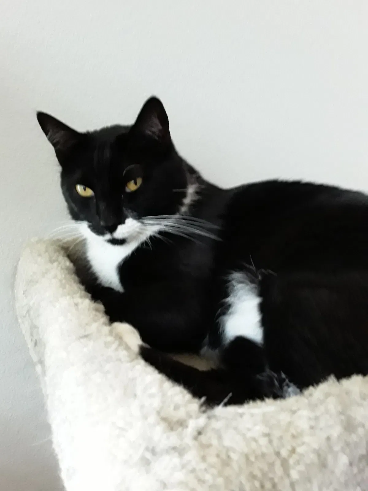 Lost cat in Beaverton, OR, 97078