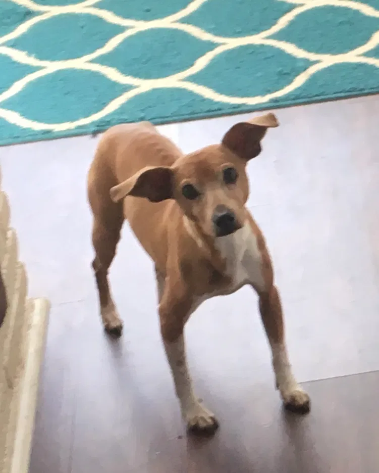 Lost dog in Mableton, GA, 30126
