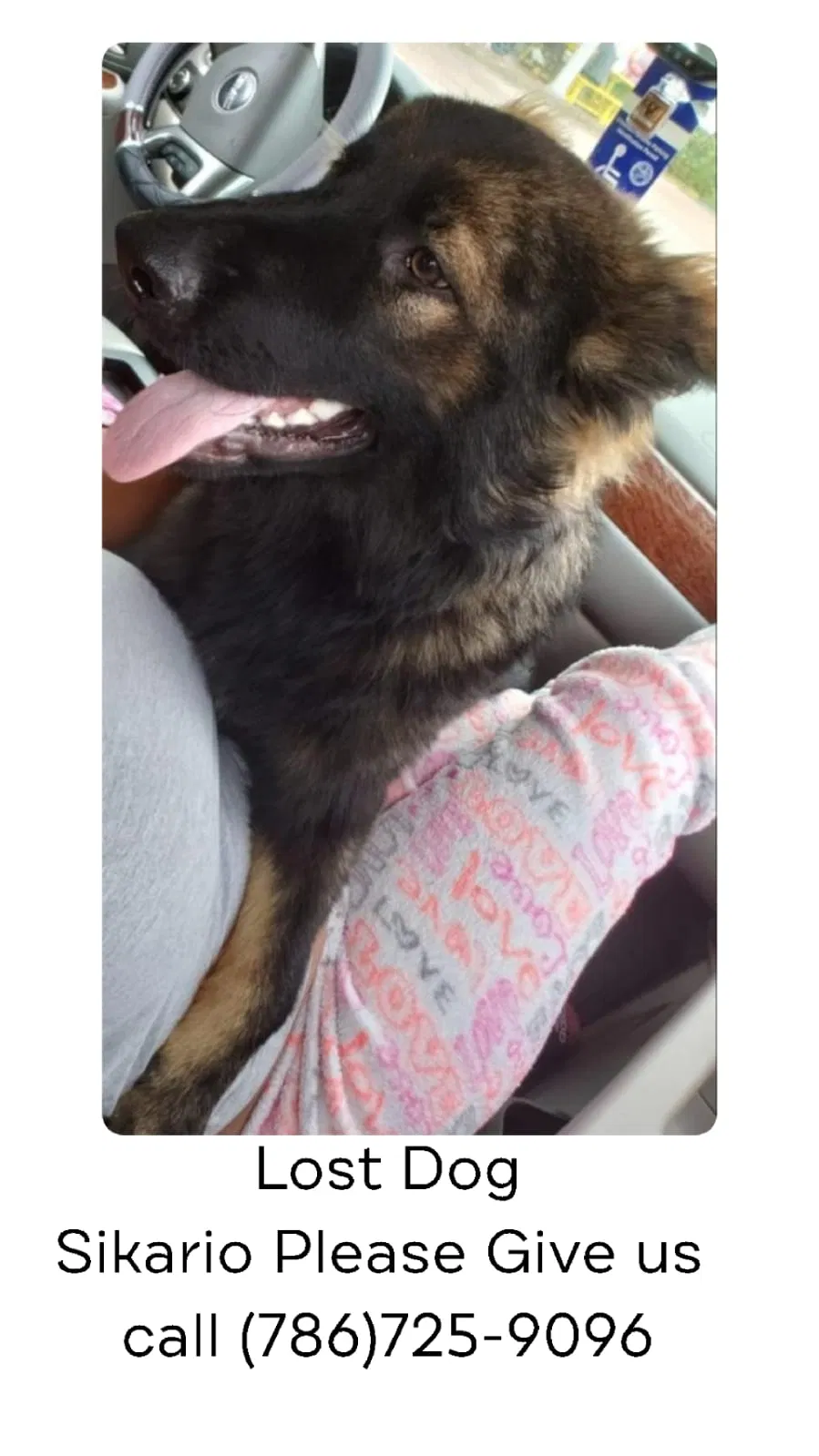 Lost dog in Opa Locka, FL, 33054