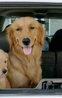 Lost dog in Ossineke, MI, 49766