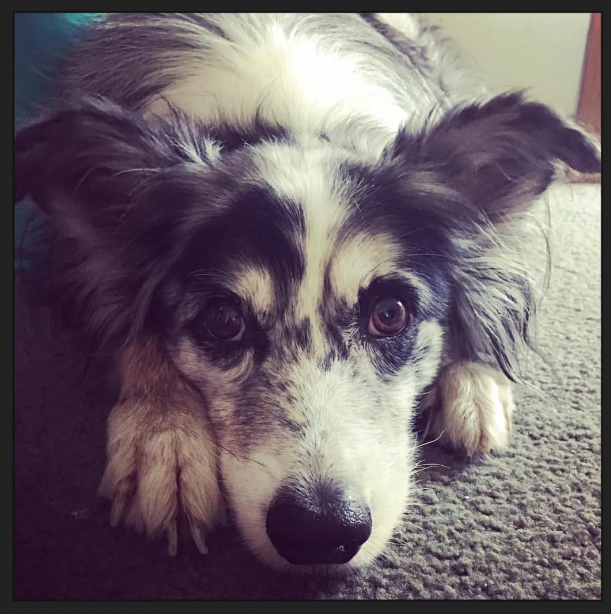 Lost dog in Auburndale, FL, 33823