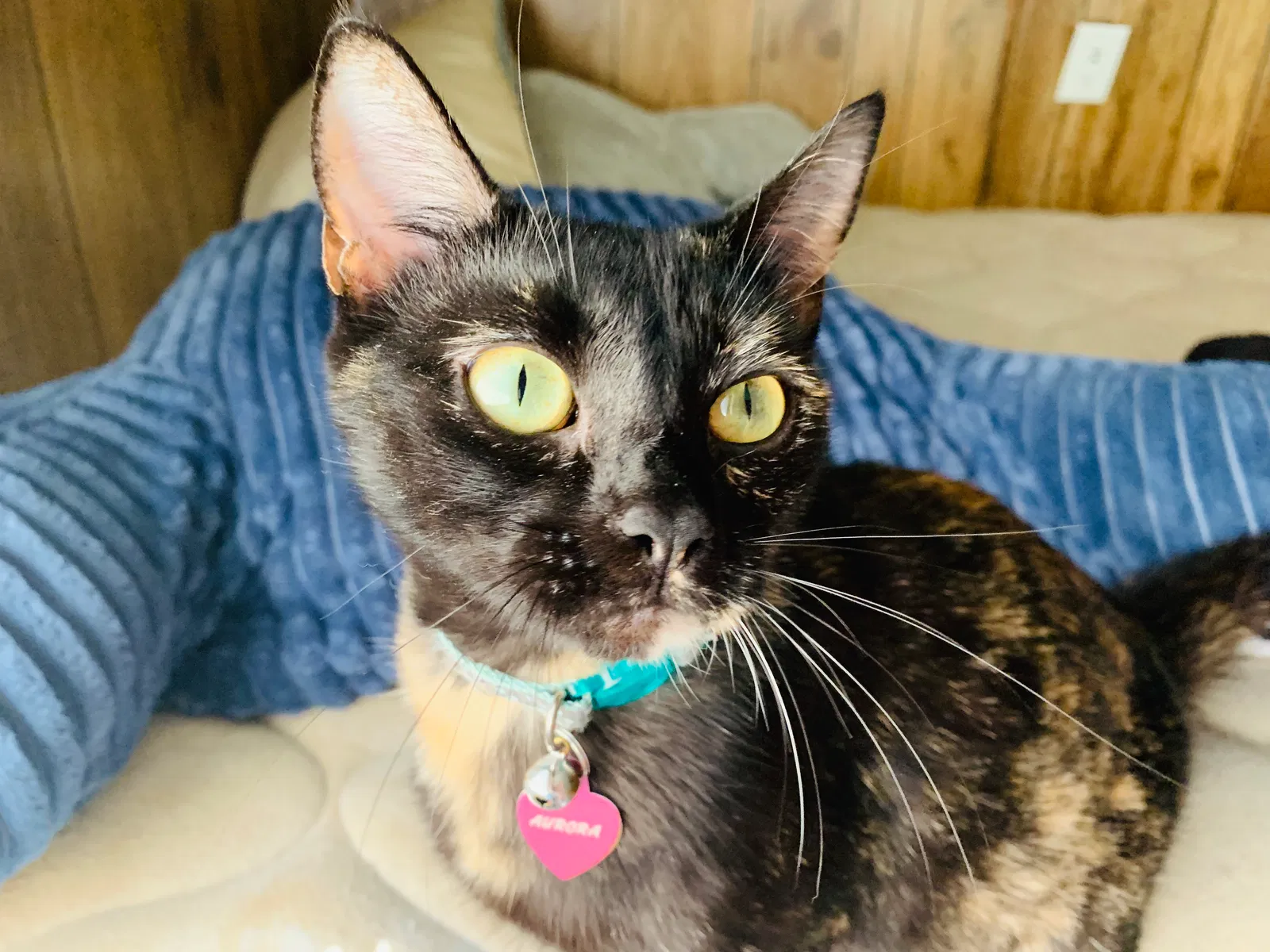 Lost cat in Altoona, IA, 50009
