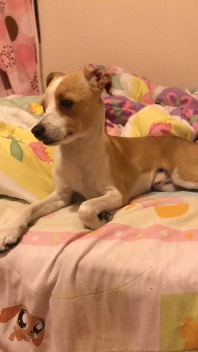 Lost dog in Pico Rivera, CA, 90660