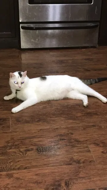 Lost cat in Victoria, TX, 77904