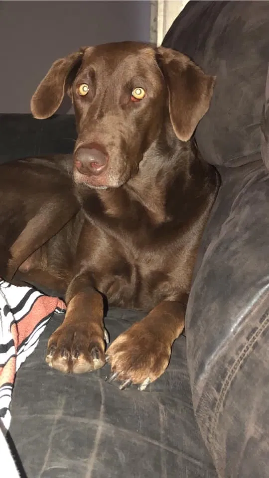 Lost dog in Nederland, TX, 77627