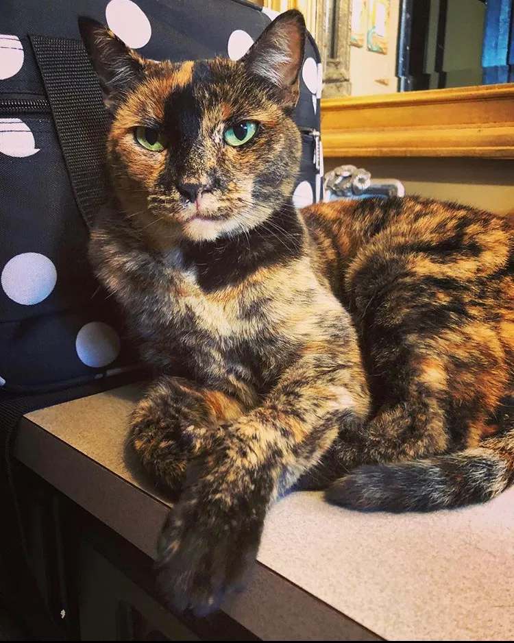 Lost cat in Vallejo, CA, 94591