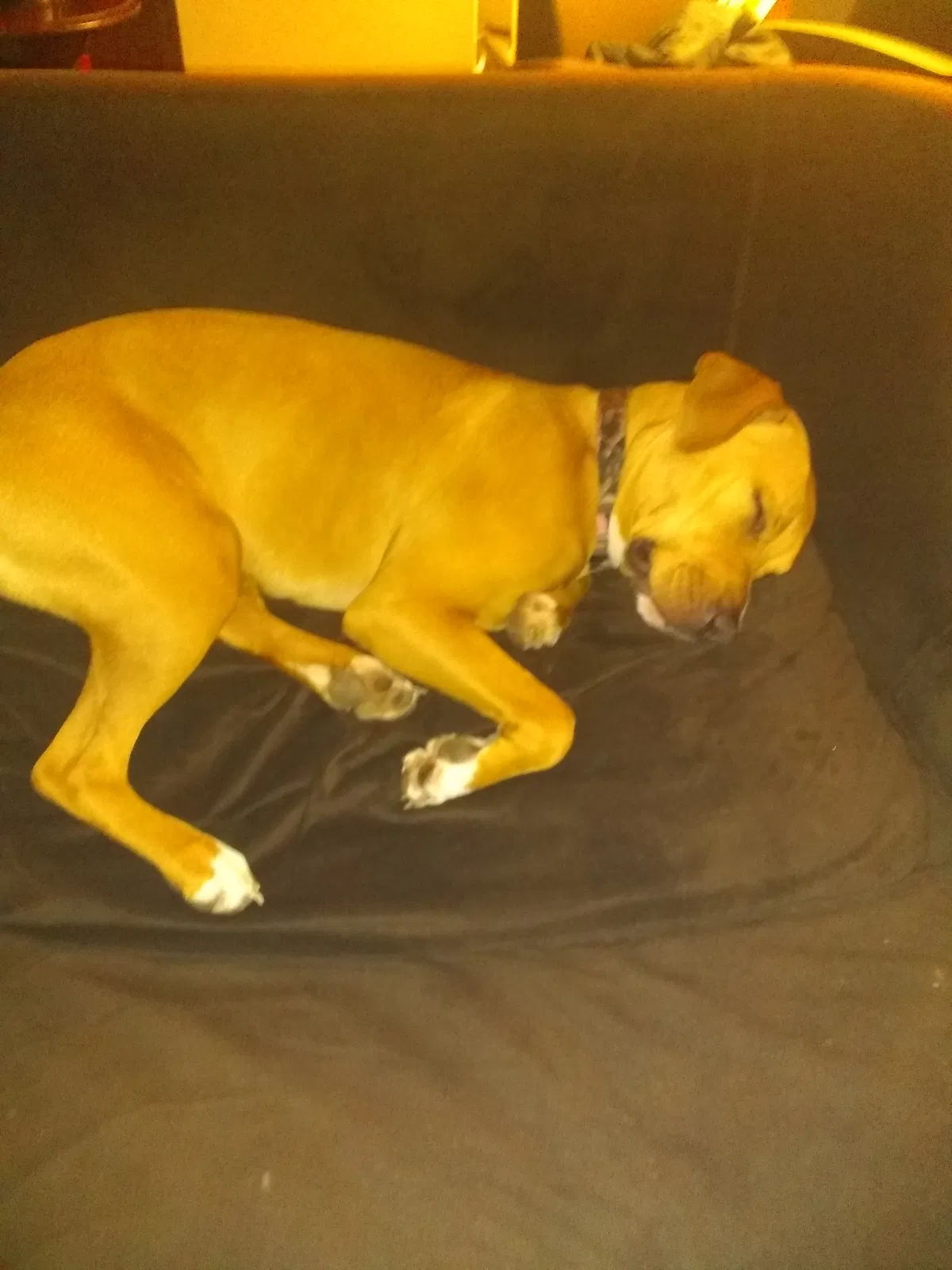 Lost dog in Edgerton, MO, 64444
