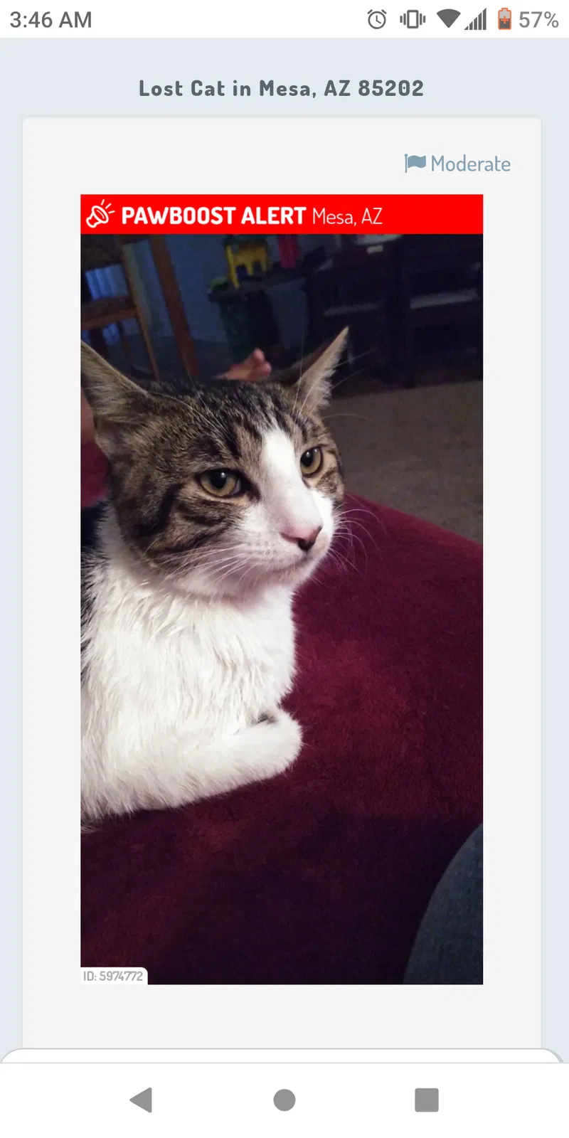 Lost cat in Mesa, AZ, 85202