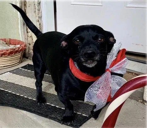 Lost dog in Riverside, CA, 92501