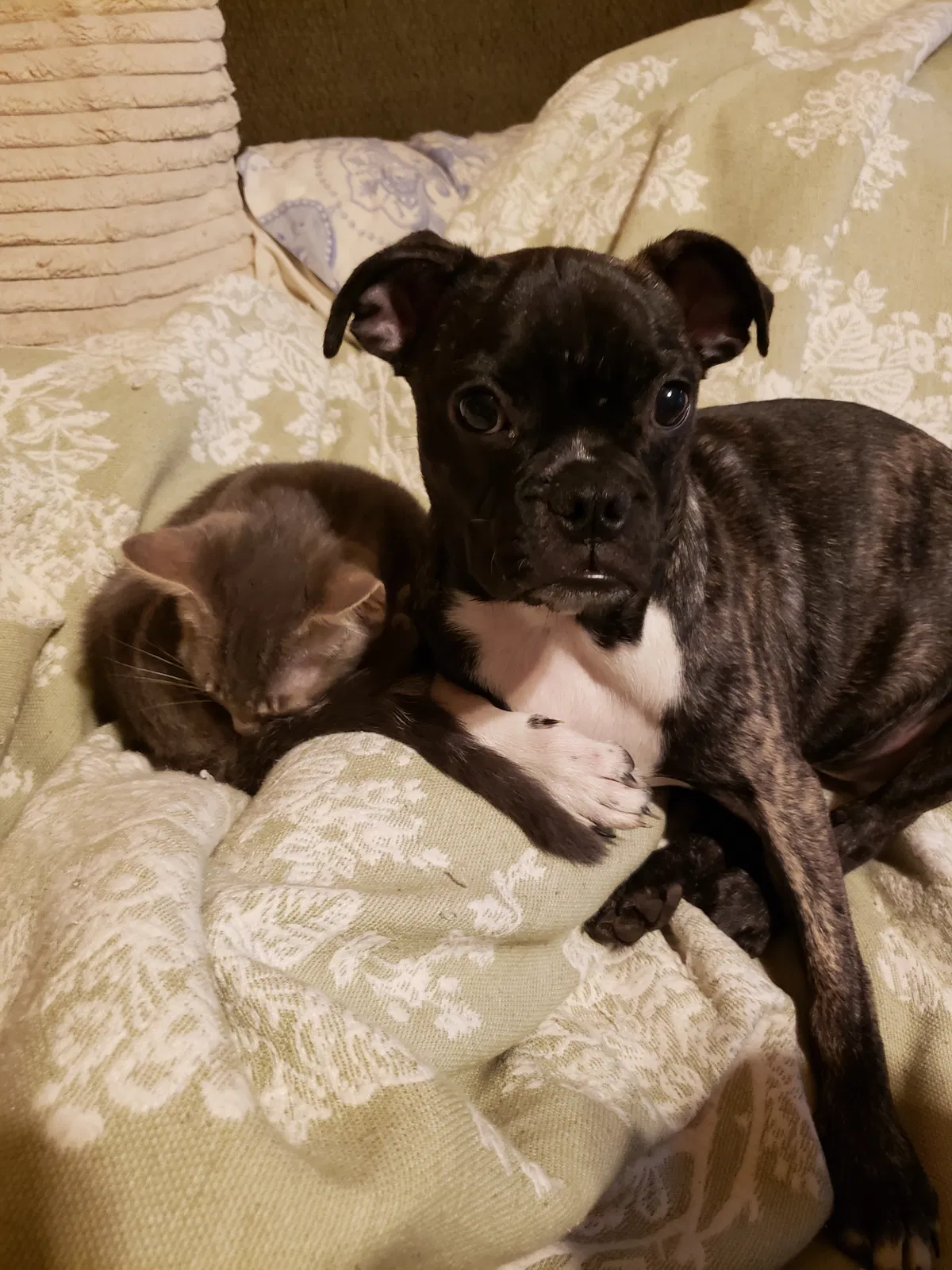 Lost dog in Malvern, AR, 72104