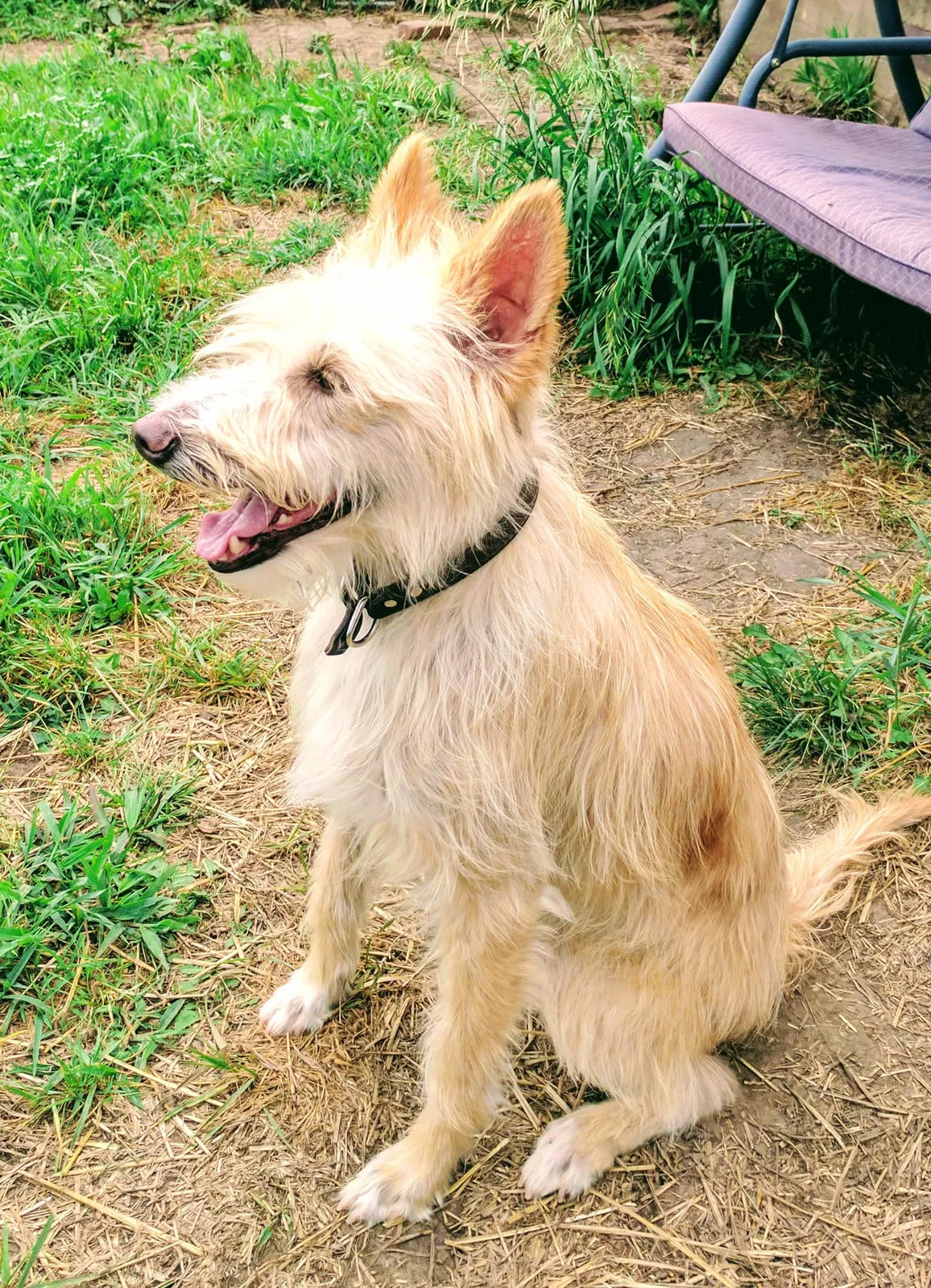 Lost dog in Belvue, KS, 66407