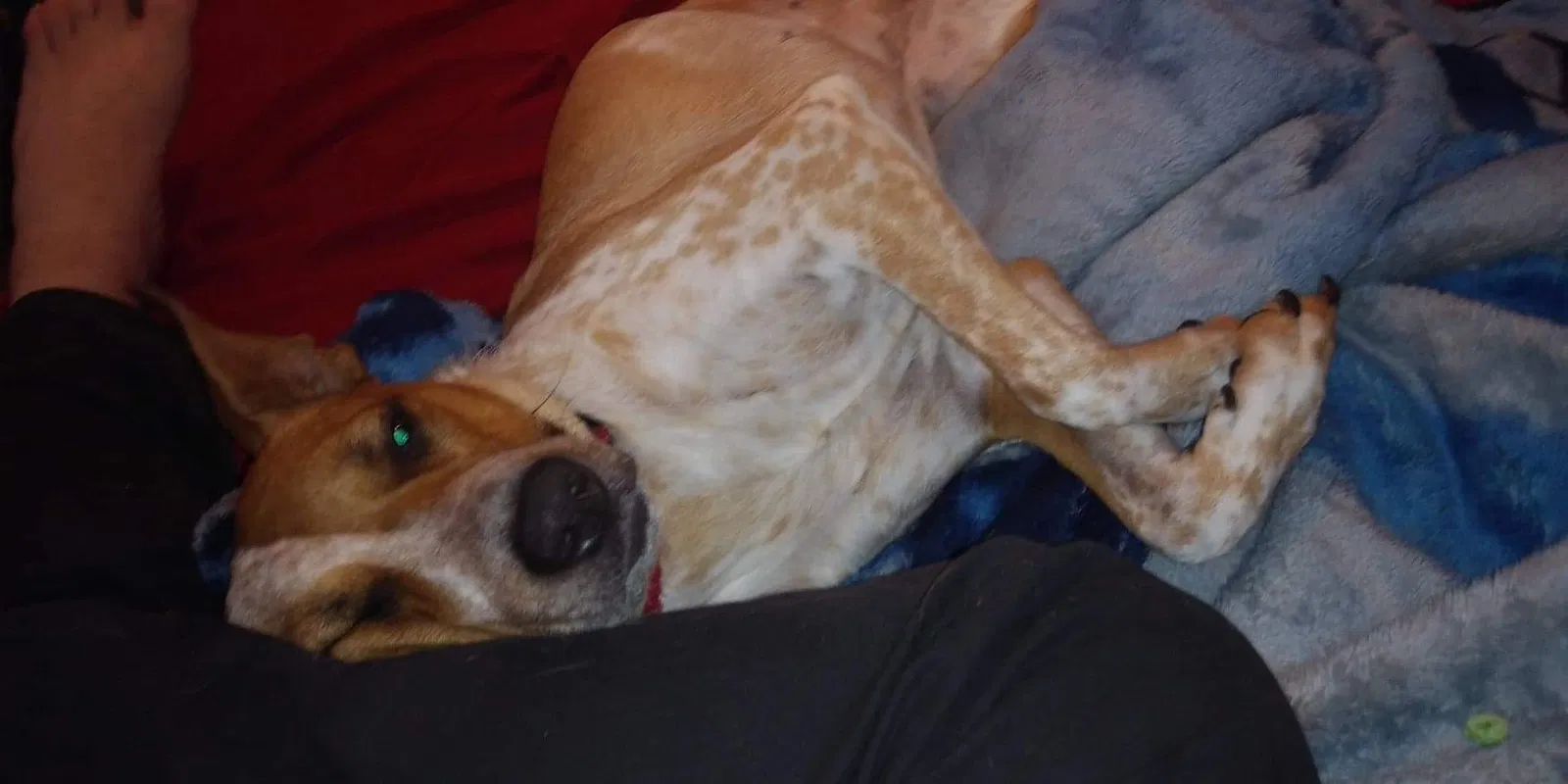 Lost dog in Lewisville, TX, 75067