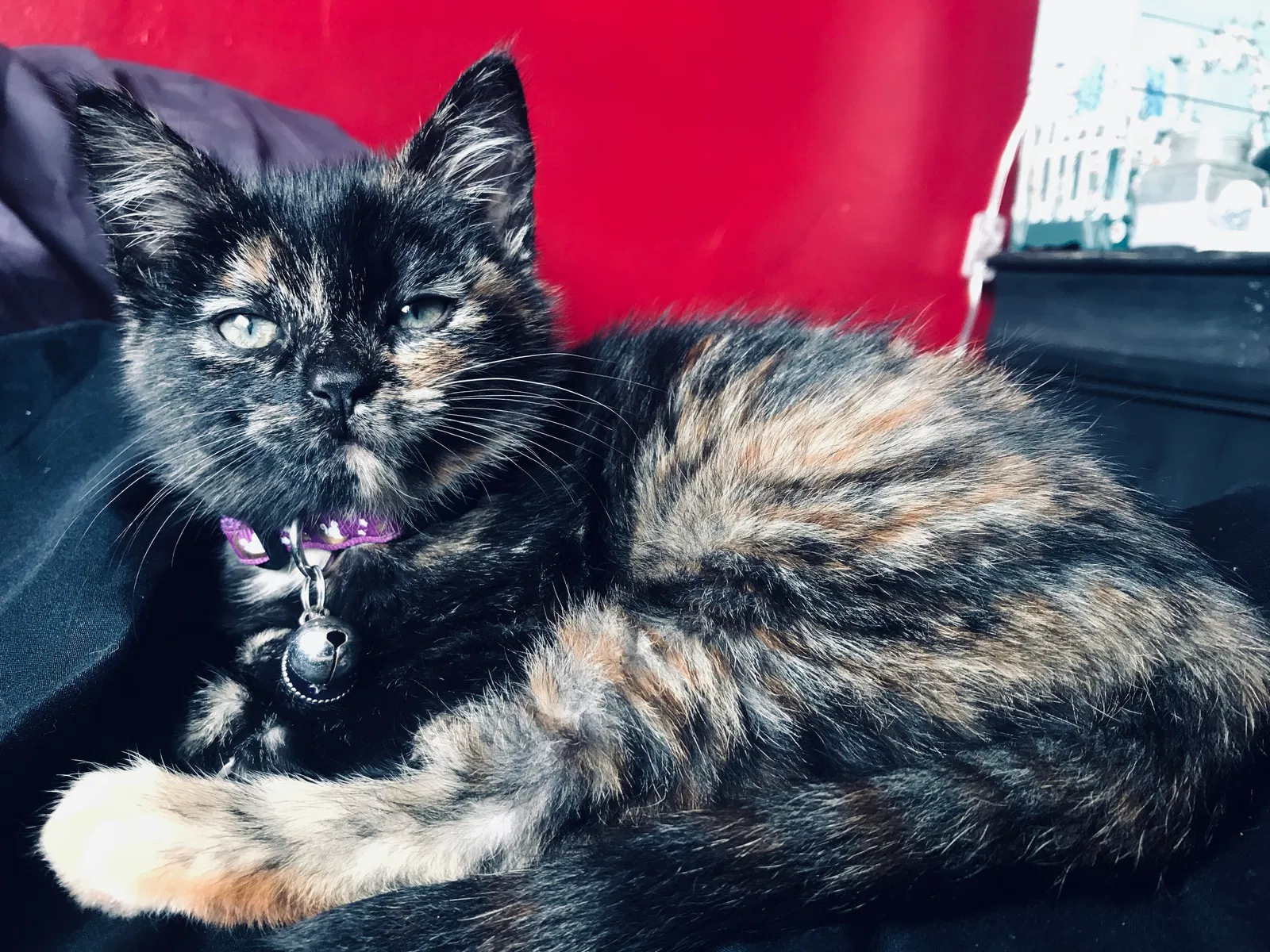 Lost cat in Bakersfield, CA, 93306
