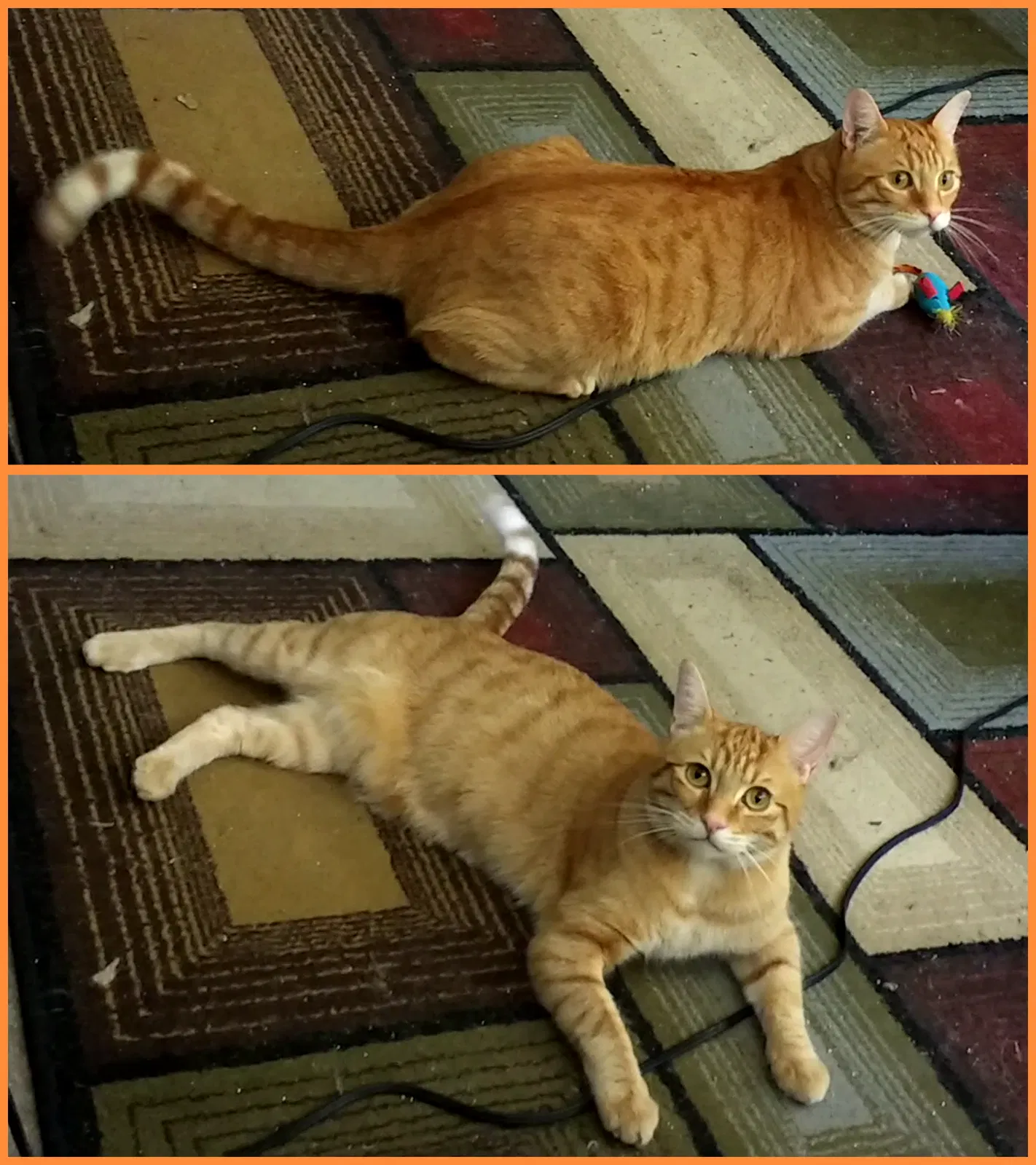 Lost cat in Salinas, CA, 93907
