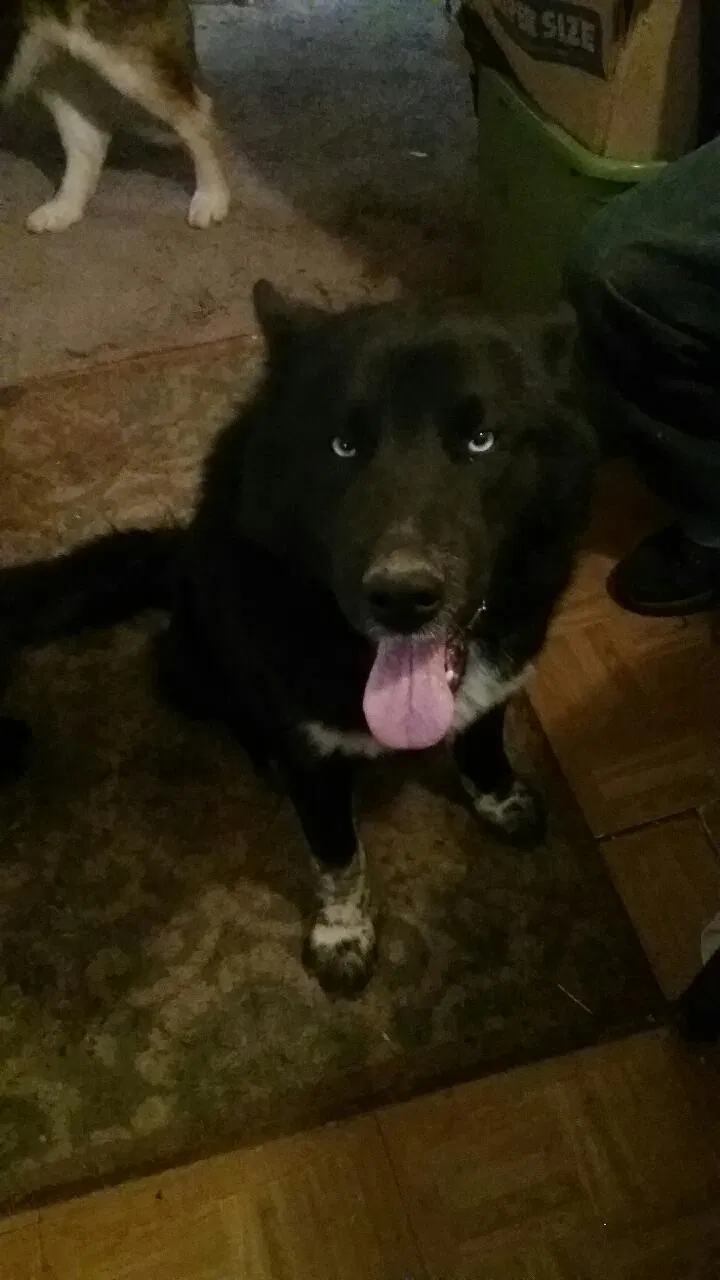 Lost dog in Hope, IN, 47246