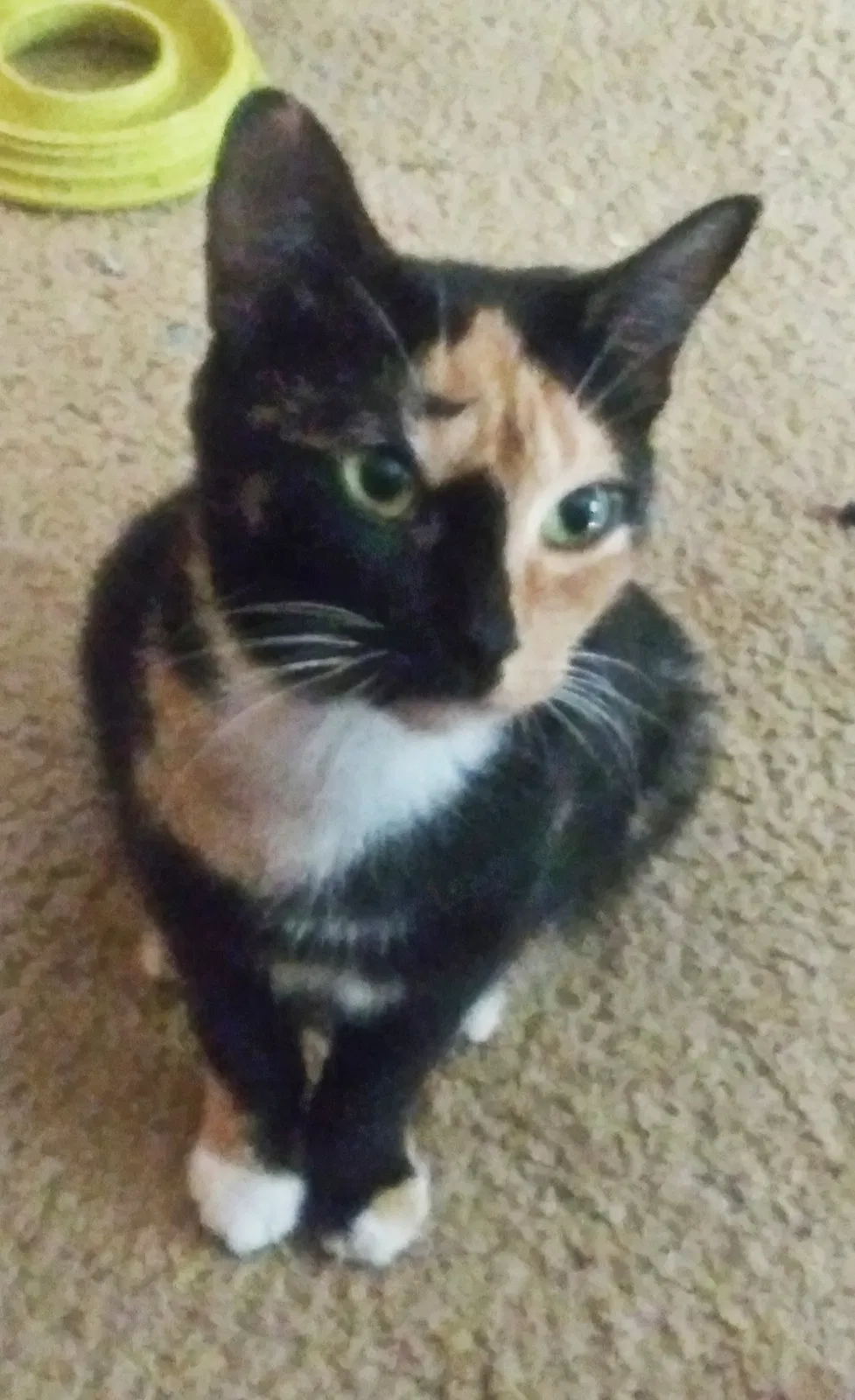 Lost cat in Fort Worth, TX, 76120