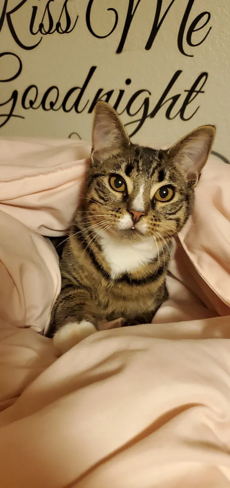 Lost cat in Olympia, WA, 98501