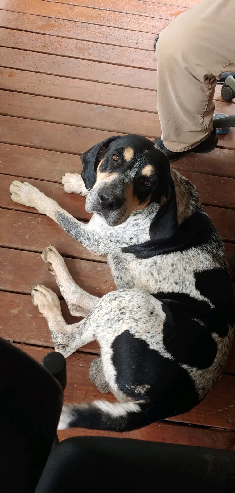 Lost dog in Talladega, AL, 35160