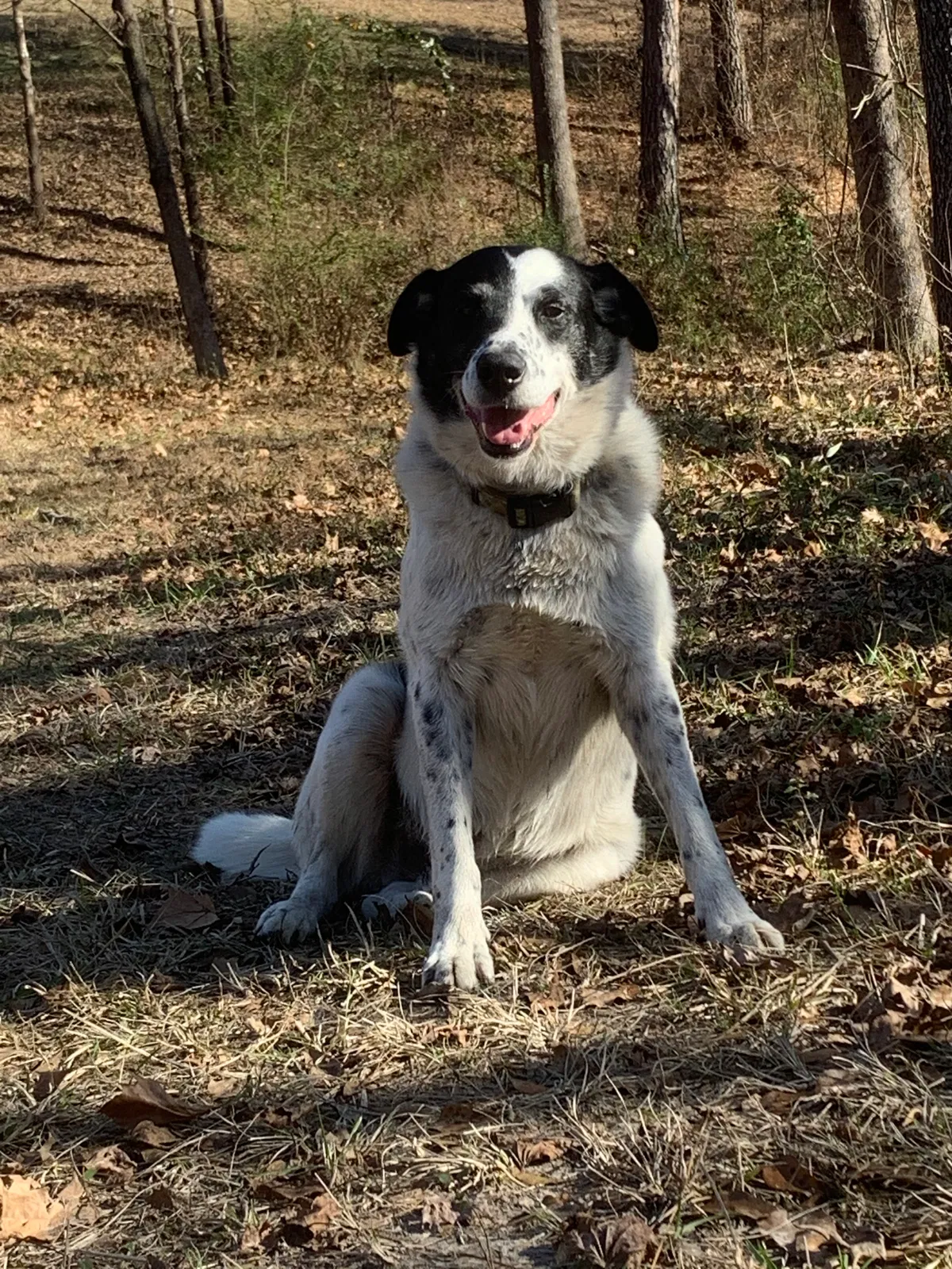 Lost dog in Malvern, AR, 72104