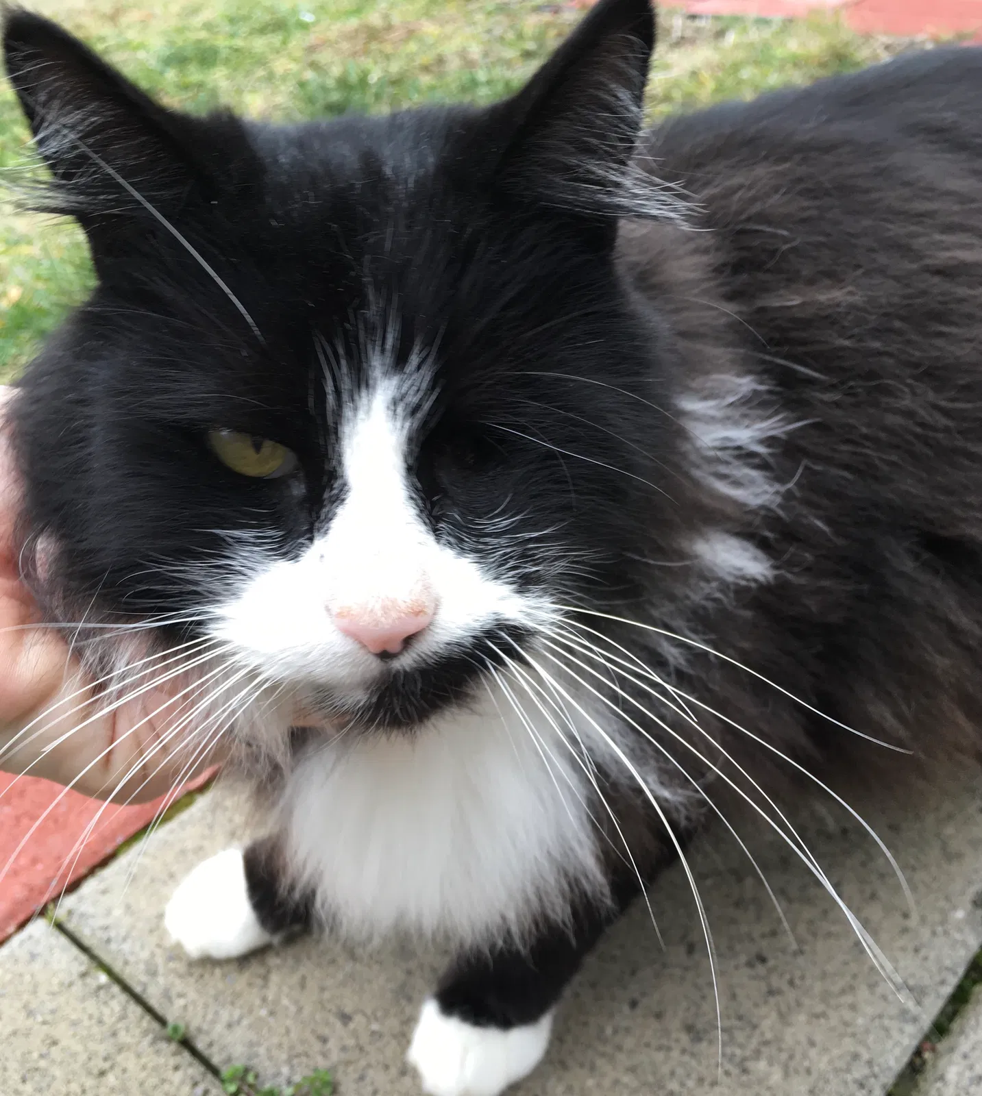 Lost cat in Freehold, NJ, 7728