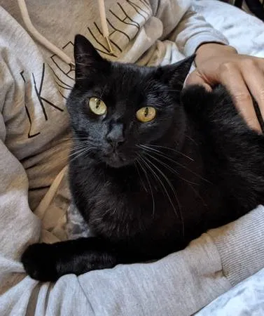 Lost cat in Redwood City, CA, 94061