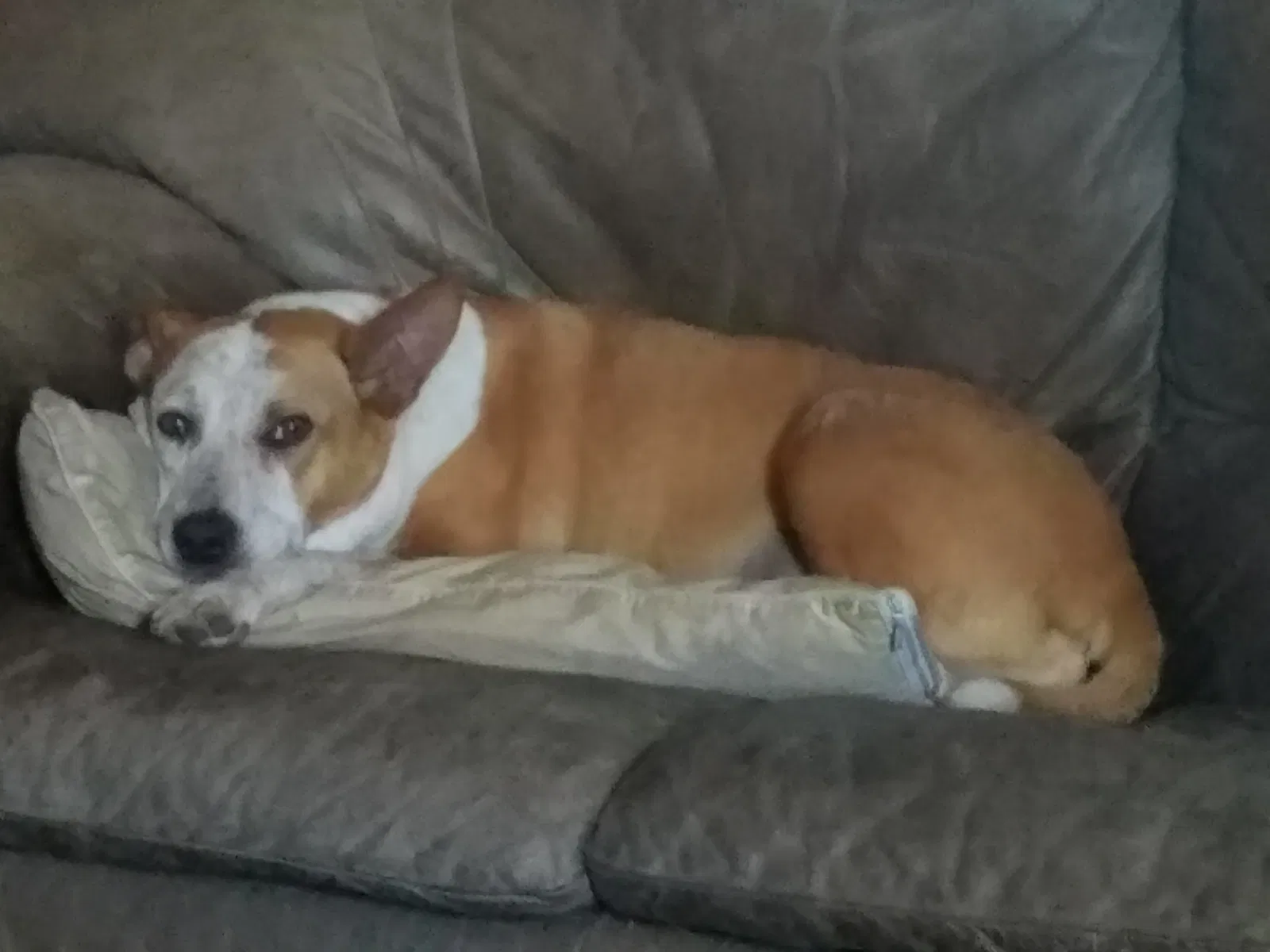 Lost dog in Springtown, TX, 76082