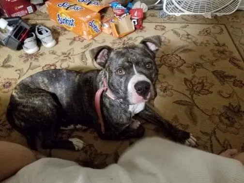 Lost dog in Meriden, KS, 66512